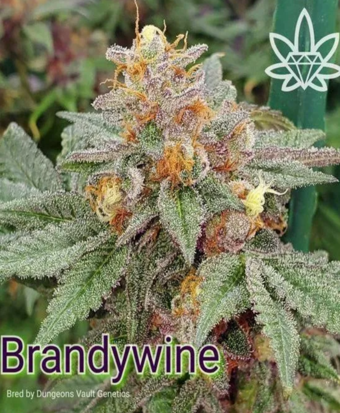 Brandywine cannabis bud with orange hairs and frosty trichomes, green leaves, Dungeons Vault Genetics logo.