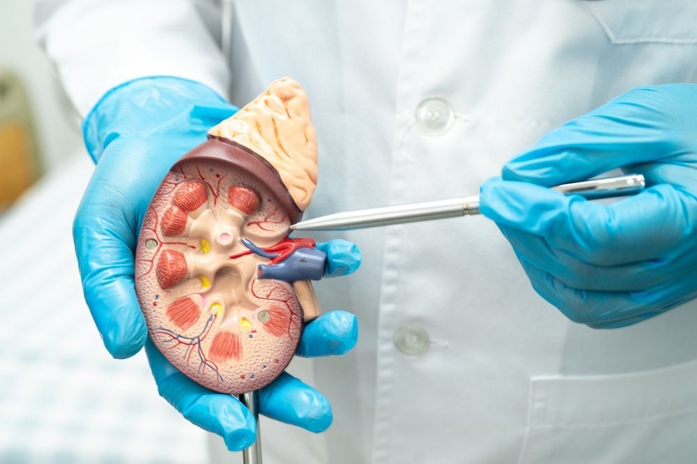 A doctor is holding a model of a kidney with a pen.