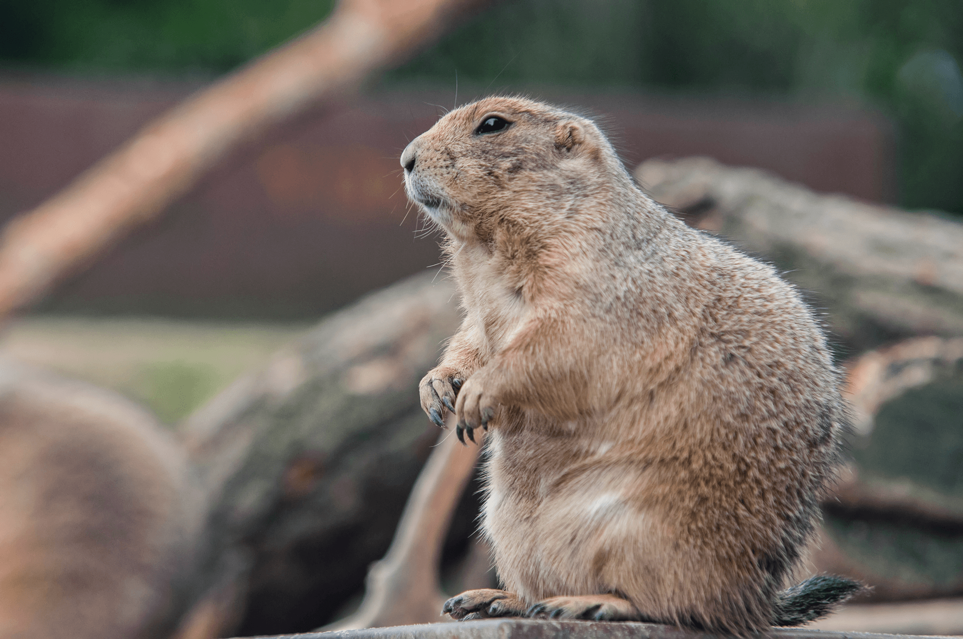 gopher