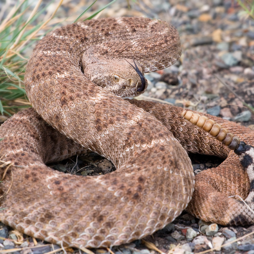 A rattlesnake is curled up on the ground.