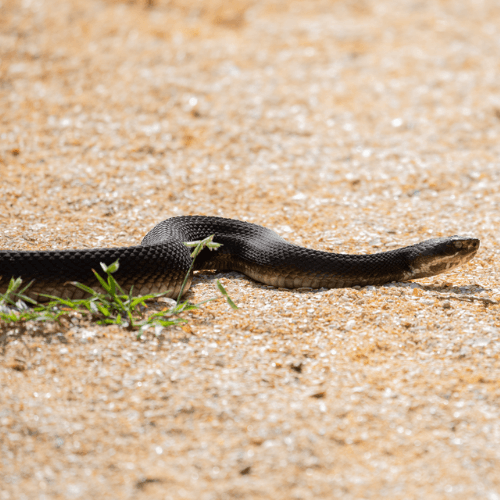 A black snake is laying on the ground.