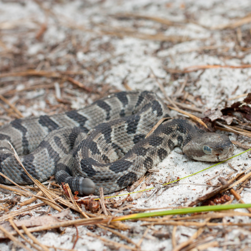 A snake is laying on a pile of pine needles on the ground.