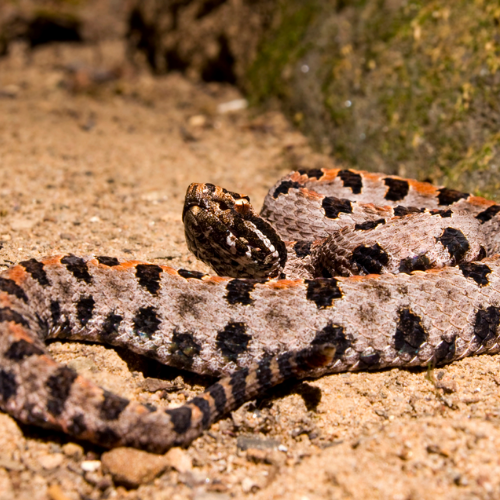 A close up of a snake laying on the ground