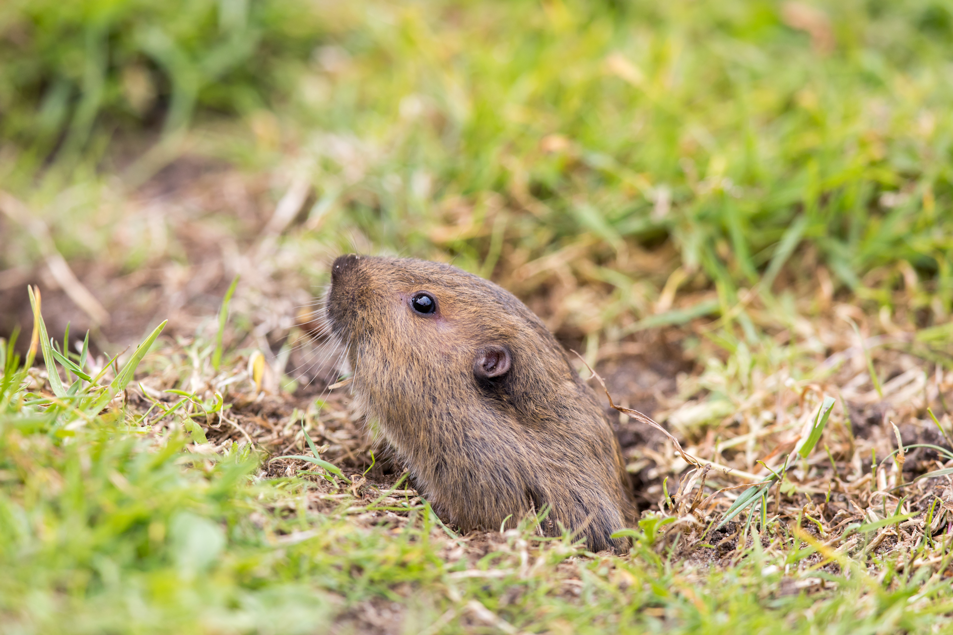gopher