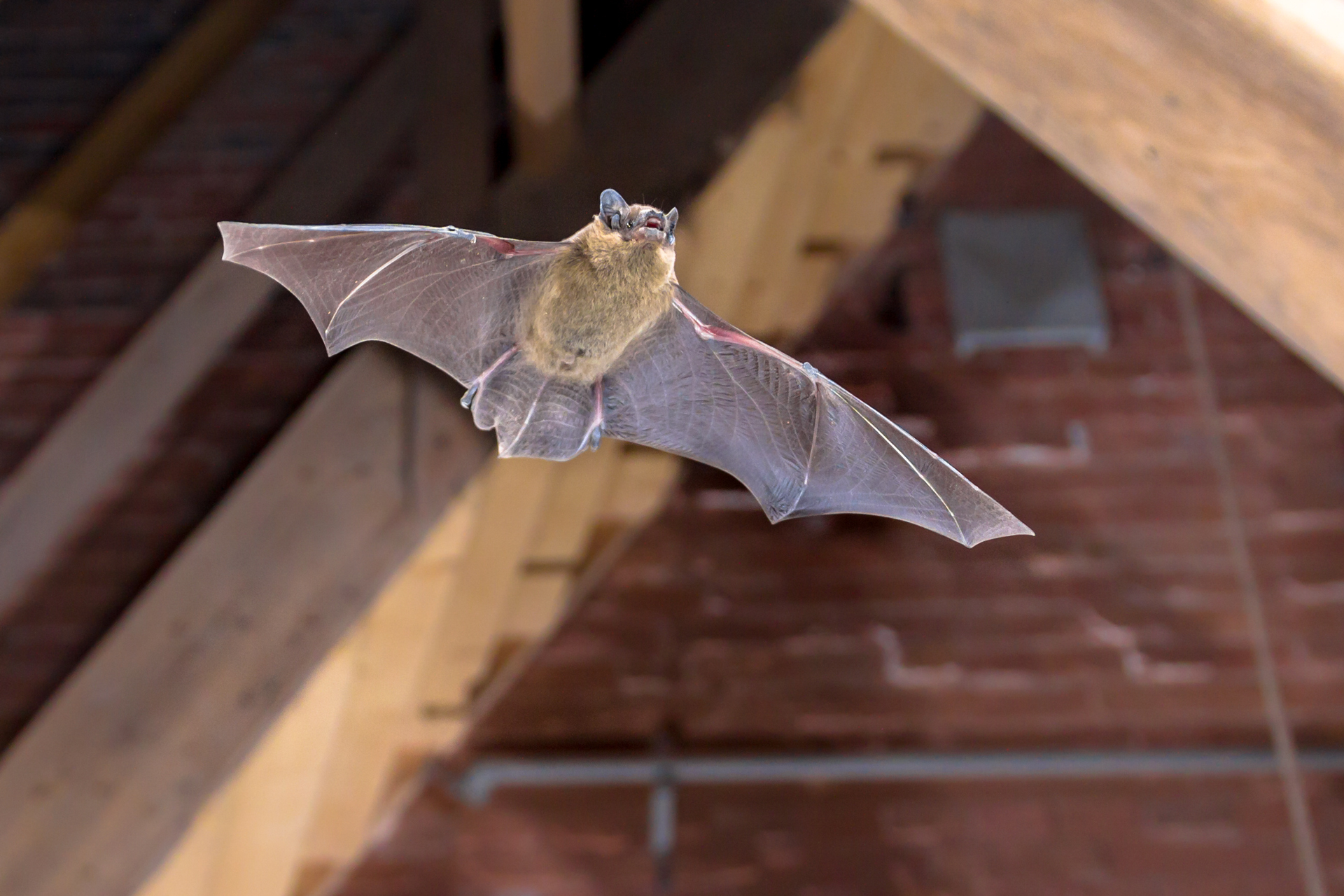flying-bat