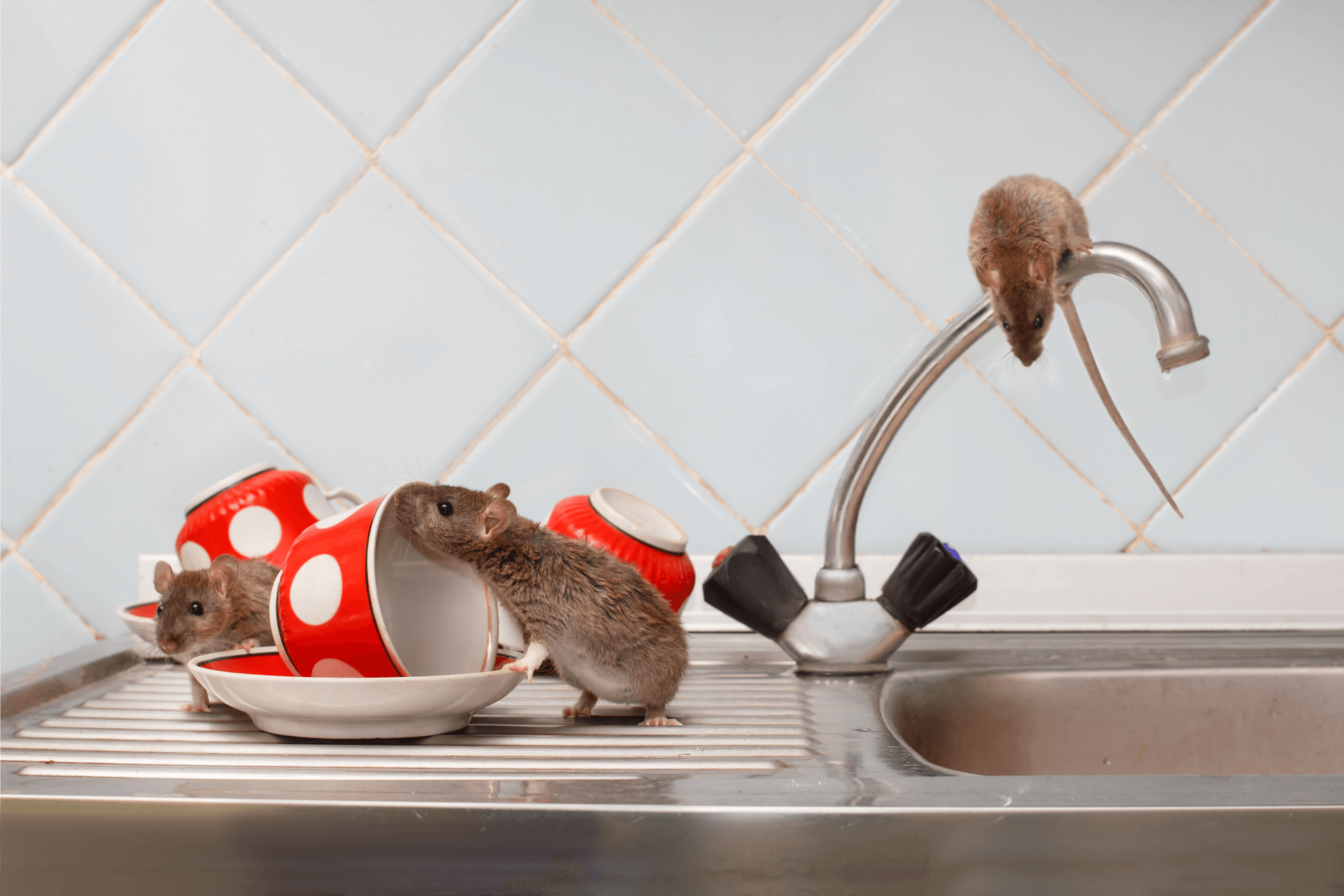 mice-on-cups