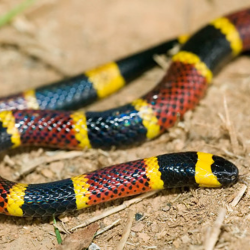 A close up of a colorful snake laying on the ground.