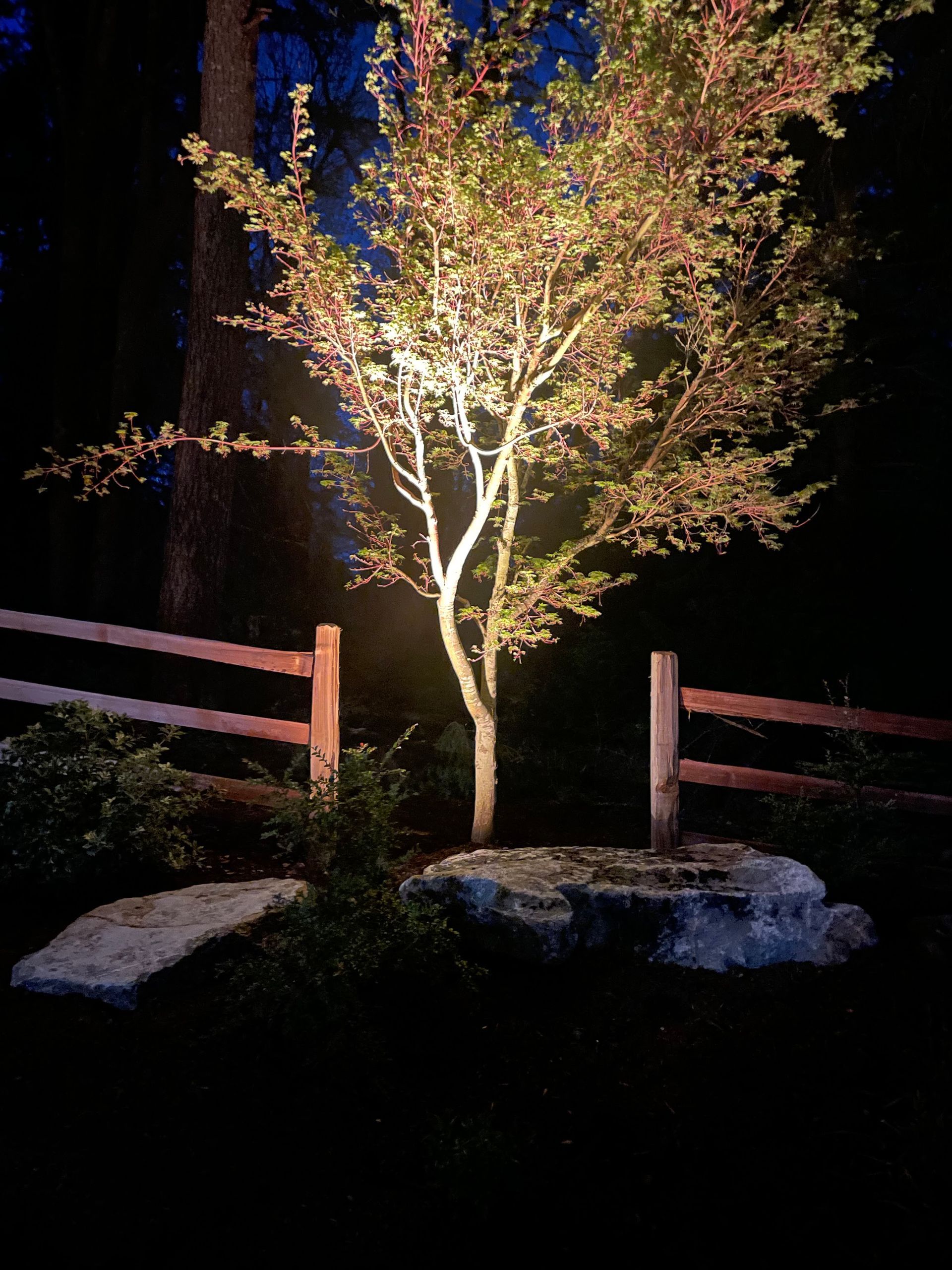 A tree is lit up at night in front of a wooden fence.