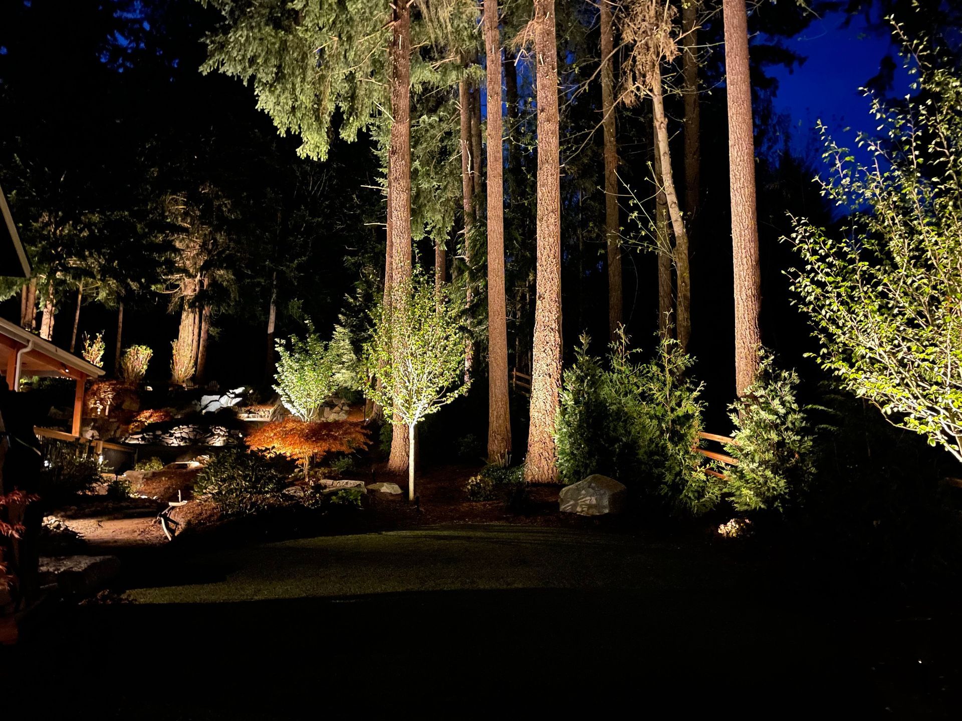 A dark forest with trees lit up at night