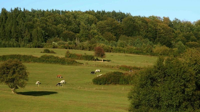 Podkarpacki Wypas Naturalny 2019