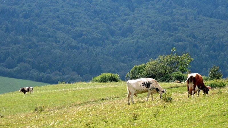 Podkarpacki Wypas Naturalny 2019