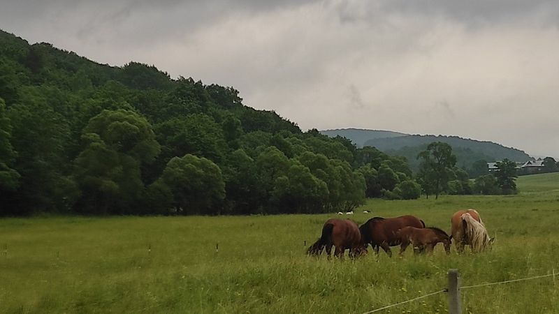 Podkarpacki Naturalny Podkarpacki Wypas II 2020