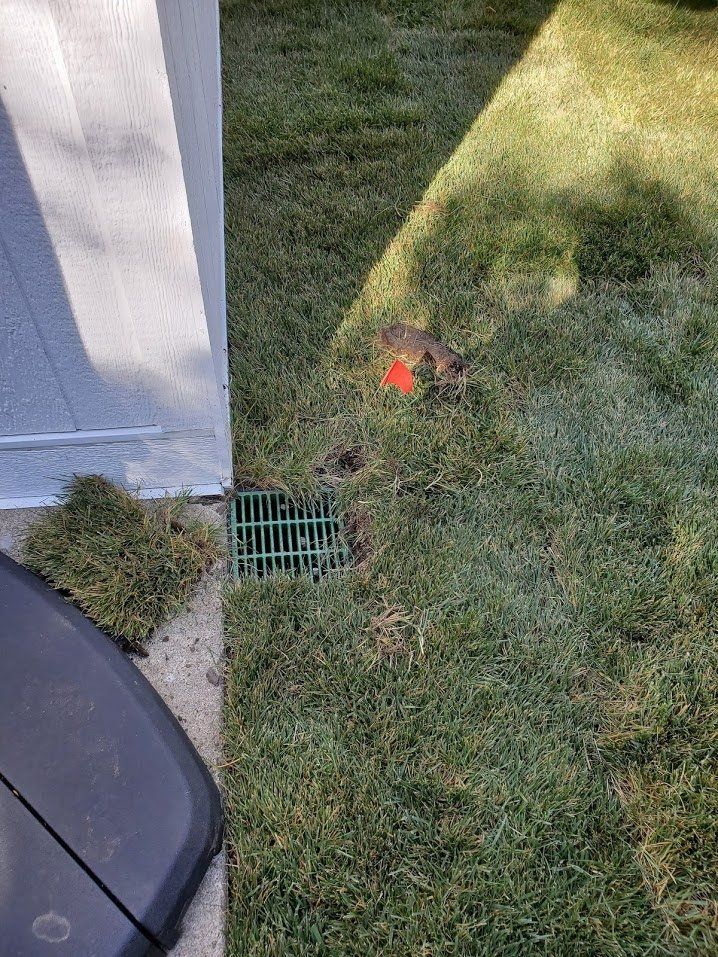 Grassy yard beside a house wall, with a small green drain grate and a red marker near a patch of dirt.