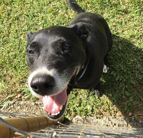 Black Dog With White Markings Sits On Grass, Panting With Mouth Open — Bayview Canine Lodge In Habana, QLD