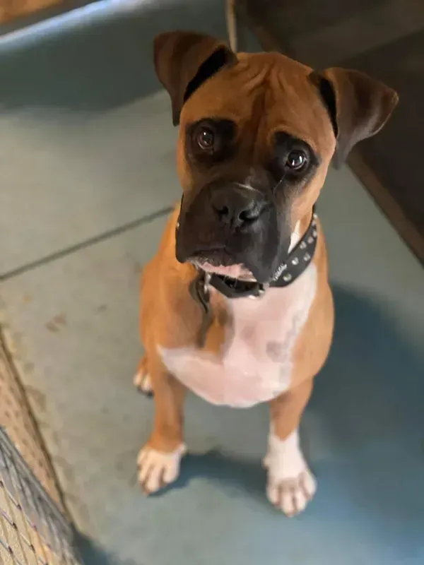 Tan and White Boxer Dog with Floppy Ears Wearing a Black Collar — Bayview Canine Lodge In Habana, QLD 