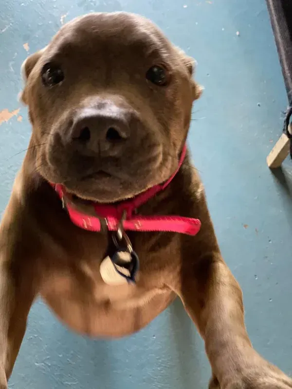 Brown Dog with Pink Collar, Looking Upwards with A Curious Expression — Bayview Canine Lodge In Habana, QLD 