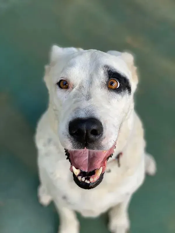 White Dog with Black Patch Around One Eye, Brown Eyes, Open Mouth, Sitting, Outdoors — Bayview Canine Lodge In Habana, QLD 