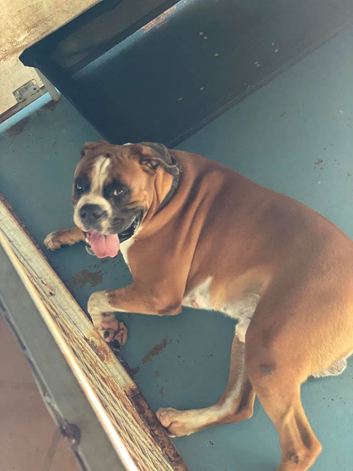 Boxer Dog, Brown and White, Lies on a Teal Surface With Its Tongue Out — Bayview Canine Lodge In Habana, QLD