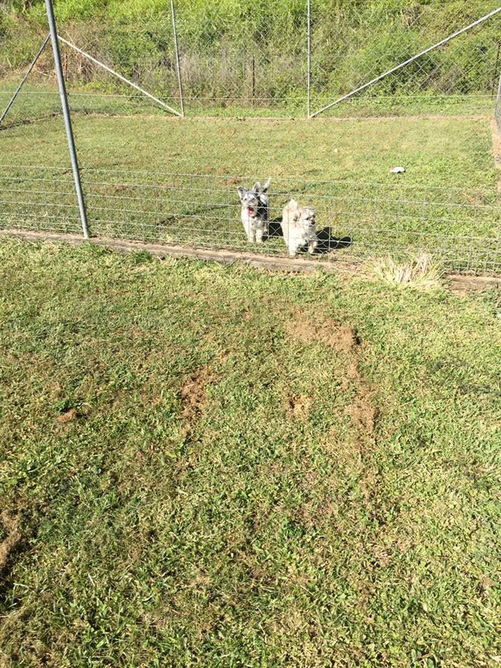 Two Small, Fluffy Dogs in a Grassy Fenced Area — Bayview Canine Lodge In Habana, QLD