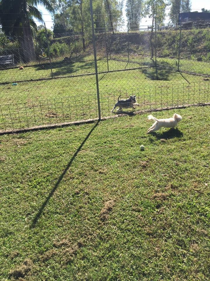 Two Small Dogs Running on Green Grass in a Fenced Yard; Sunny Day — Bayview Canine Lodge In Habana, QLD