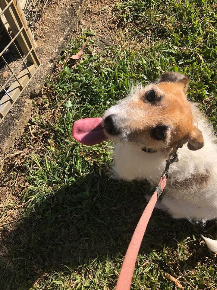 Dog With Pink Leash Sticks Tongue Out, on Grass — Bayview Canine Lodge In Habana, QLD