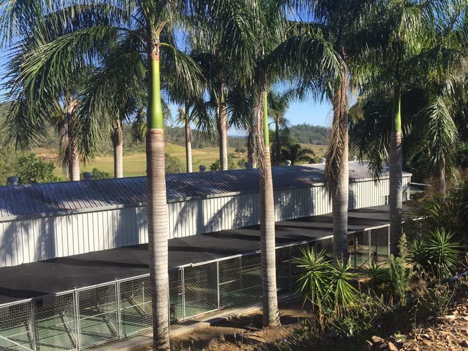 Palm Trees Frame a Row of Kennels With Metal Roofs — Bayview Canine Lodge In Habana, QLD