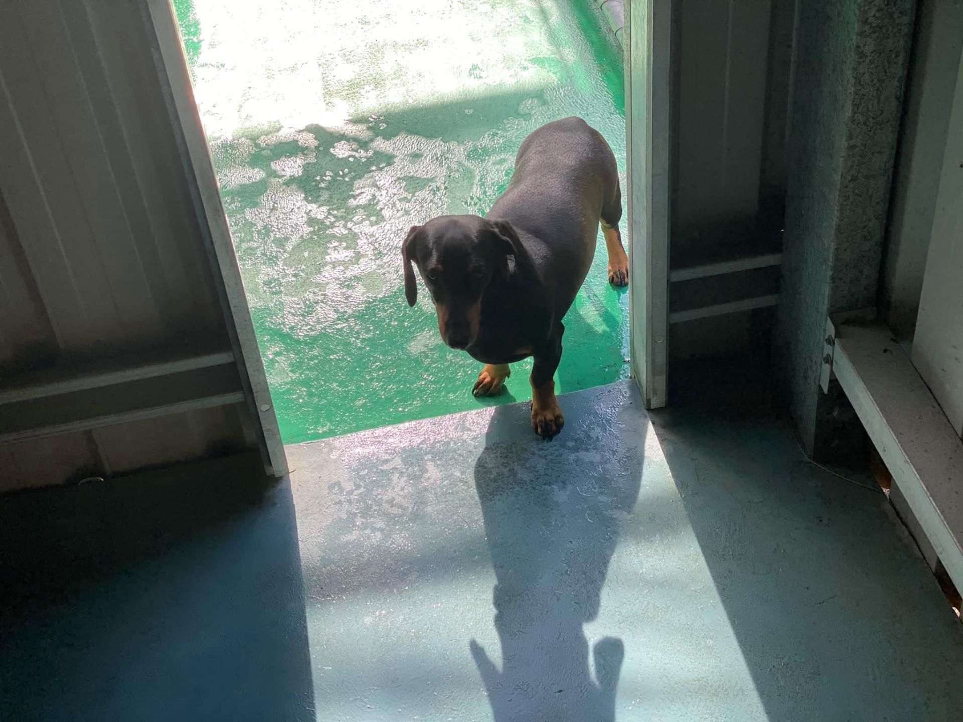 Black Dachshund Dog Standing in Doorway, Casting a Shadow — Bayview Canine Lodge In Habana, QLD