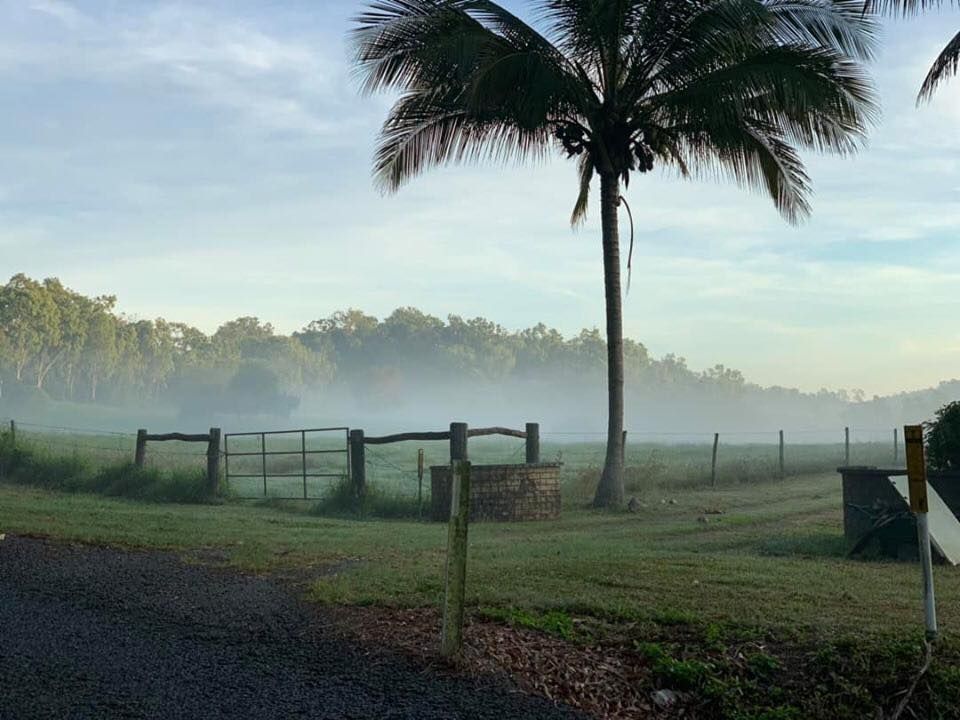 Foggy Landscape With Palm Tree, Fence, and Field — Bayview Canine Lodge In Habana, QLD