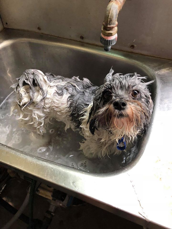 Wet, Small Dog With Black and White Fur Sits in a Metal Sink — Bayview Canine Lodge In Habana, QLD