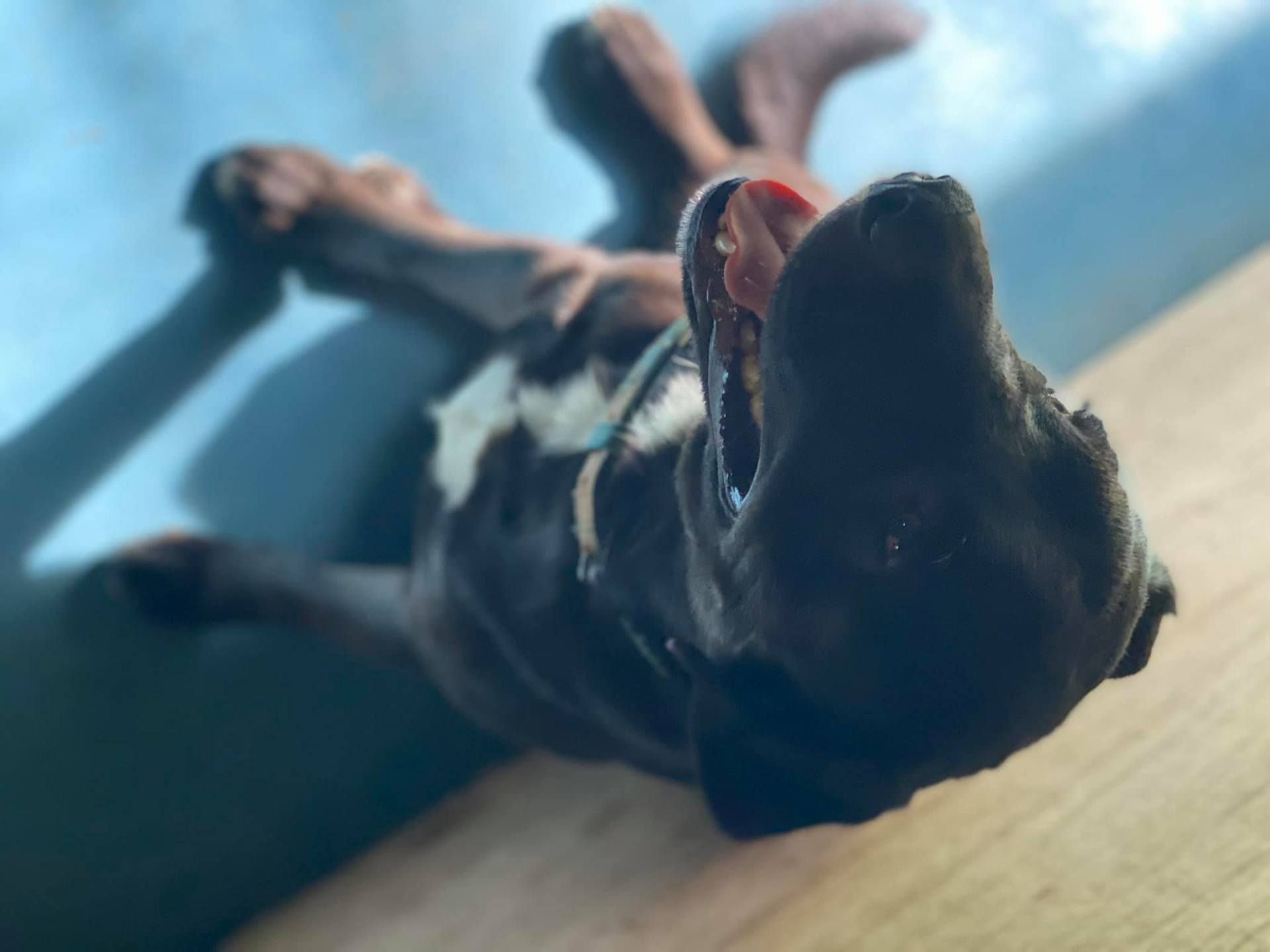 Dog Lying on Its Back, Mouth Open, Looking Up With Tongue Visible — Bayview Canine Lodge In Habana, QLD