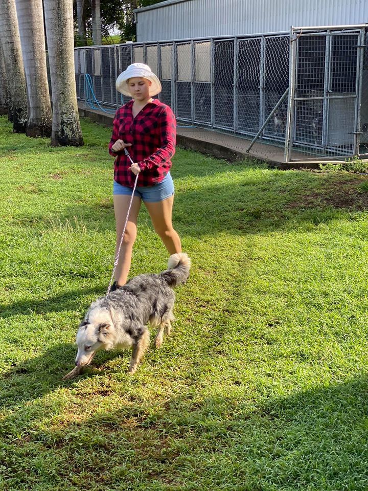 Woman in Shorts and Hat Walks a Dog on a Leash in a Grassy Area Near Dog Kennels — Bayview Canine Lodge In Habana, QLD