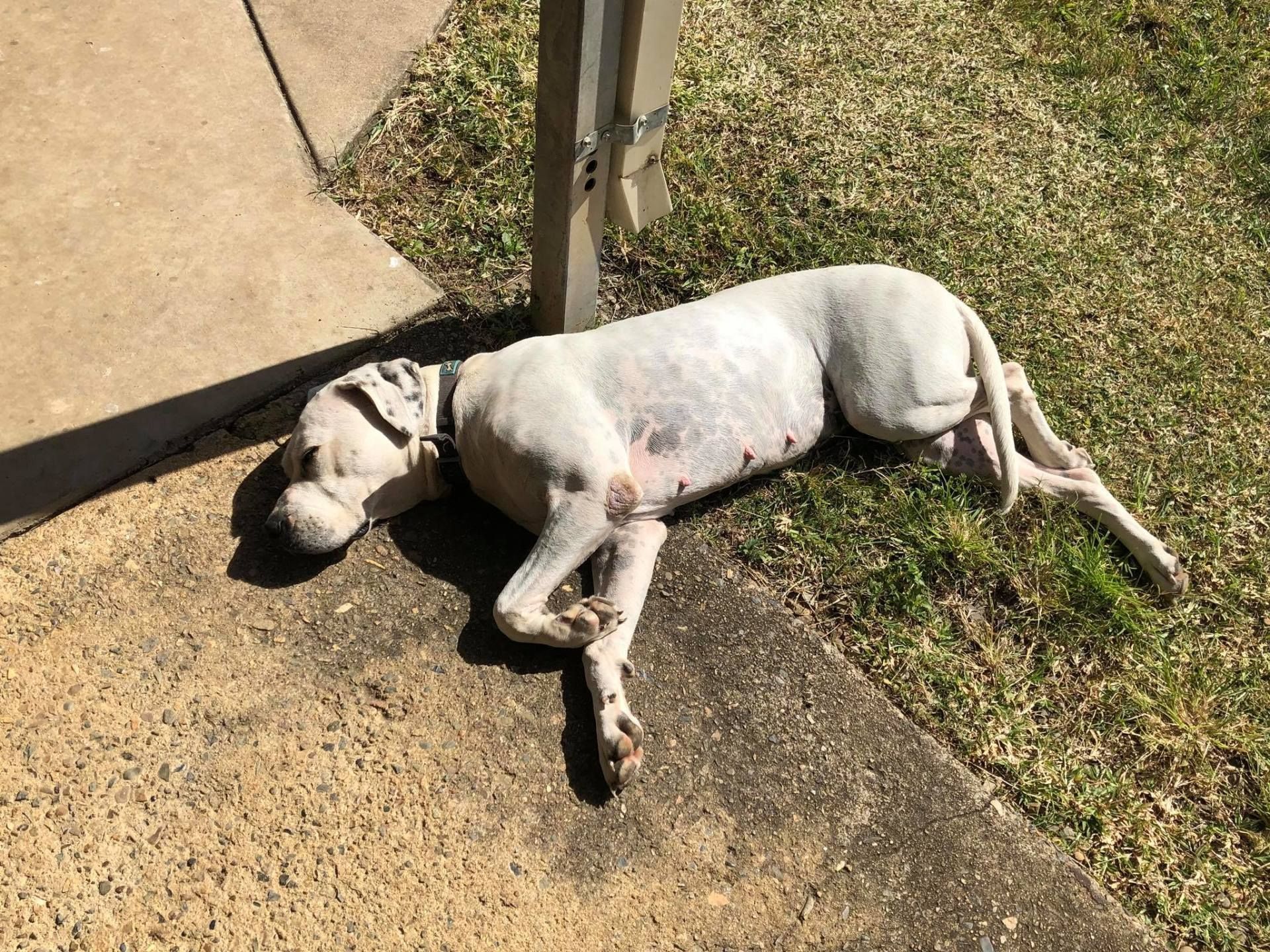 Dog Laying on Sunlit Concrete Next to Grass. White Coat With Black Spots, Shaved Areas — Bayview Canine Lodge In Habana, QLD