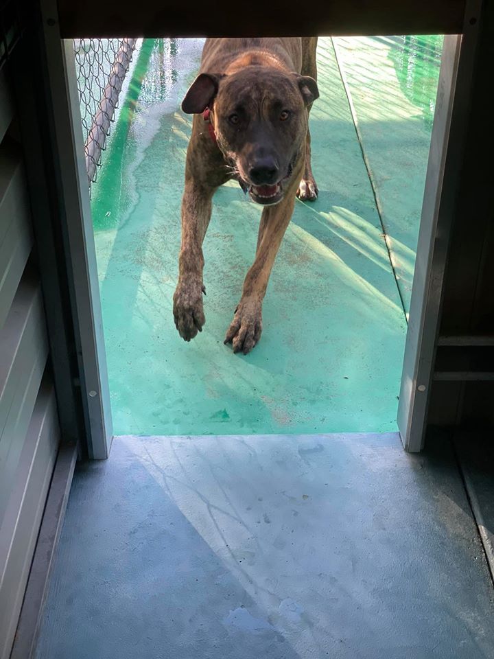 Dog With Brindle Fur Walks Through a Doorway, Looking Forward — Bayview Canine Lodge In Habana, QLD