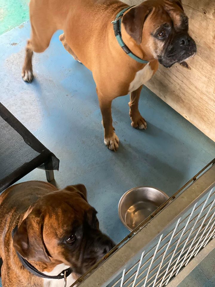 Two Brown Boxer Dogs Inside, One Standing, One Looking Towards a Food Bowl — Bayview Canine Lodge In Habana, QLD