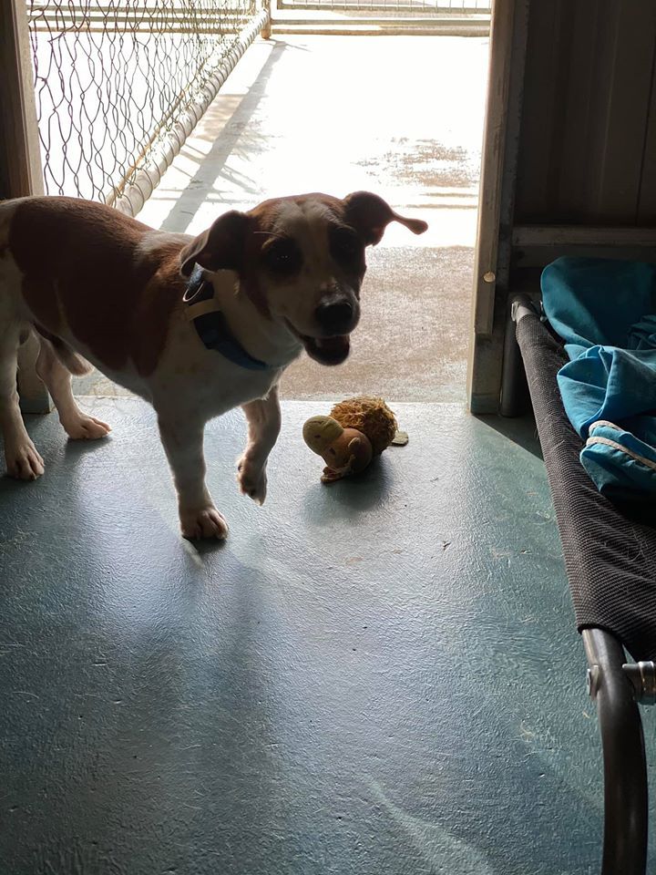 Dog With Brown and White Fur Stands Inside Doorway, Toy on the Floor — Bayview Canine Lodge In Habana, QLD