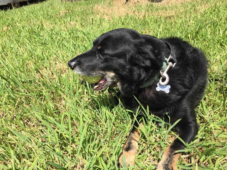 Black Dog in Green Grass Holds a Green Ball in Its Mouth — Bayview Canine Lodge In Habana, QLD