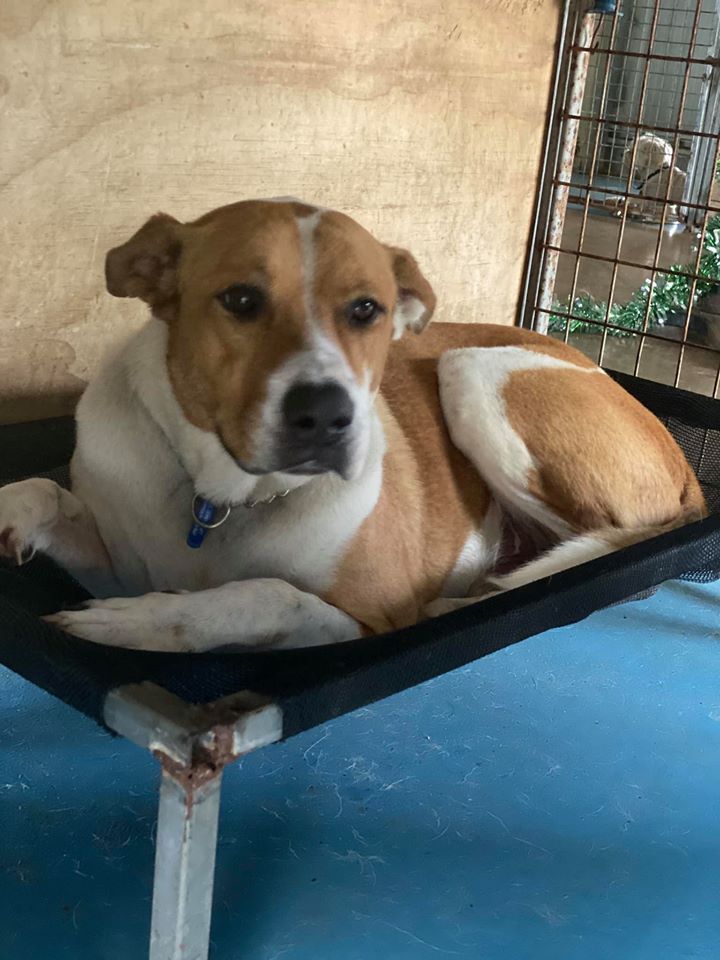 Dog With Brown and White Fur, Resting in a Black Cot Indoors — Bayview Canine Lodge In Habana, QLD