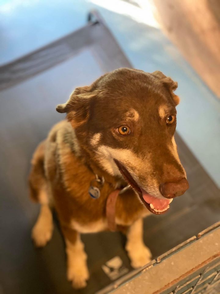 Brown and White Dog Sits Looking Up, Tongue Out, in a Hallway — Bayview Canine Lodge In Habana, QLD