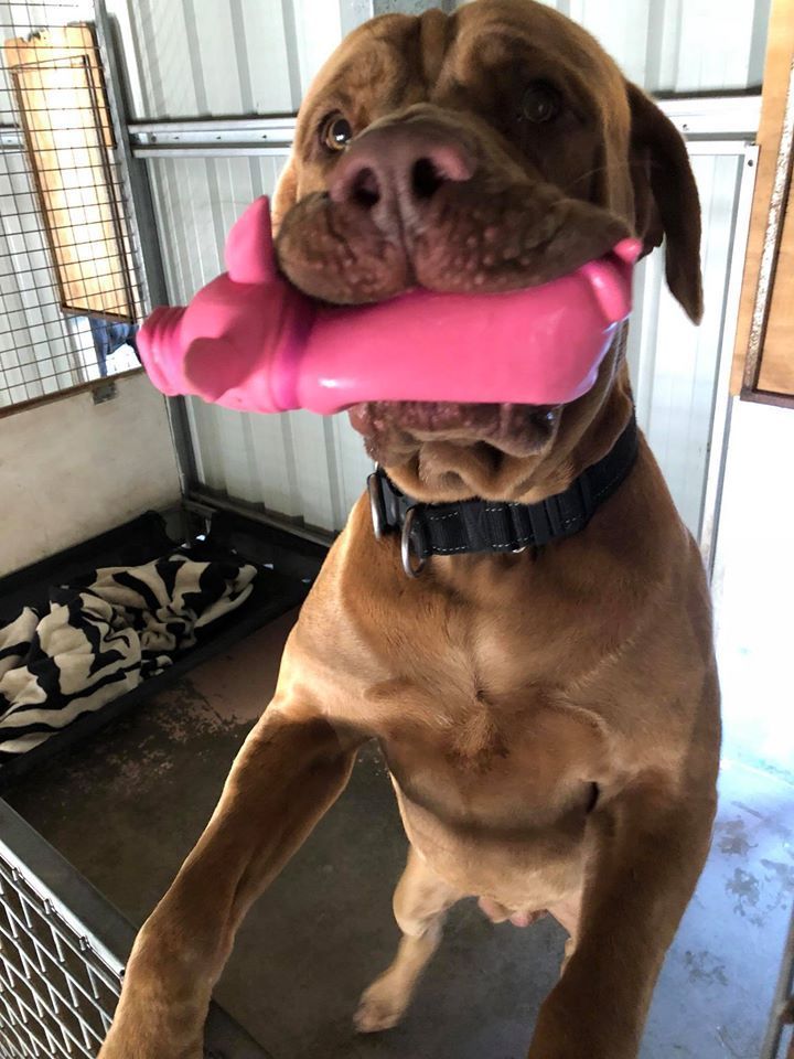 Brown Dog Holding a Pink Toy, Standing With Front Paws Up, Inside a Pen — Bayview Canine Lodge In Habana, QLD