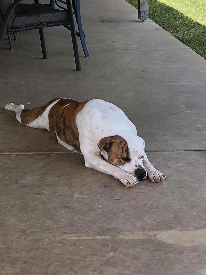 Dog Lying on a Concrete Surface, Head Down, Body Brown and White — Bayview Canine Lodge In Habana, QLD