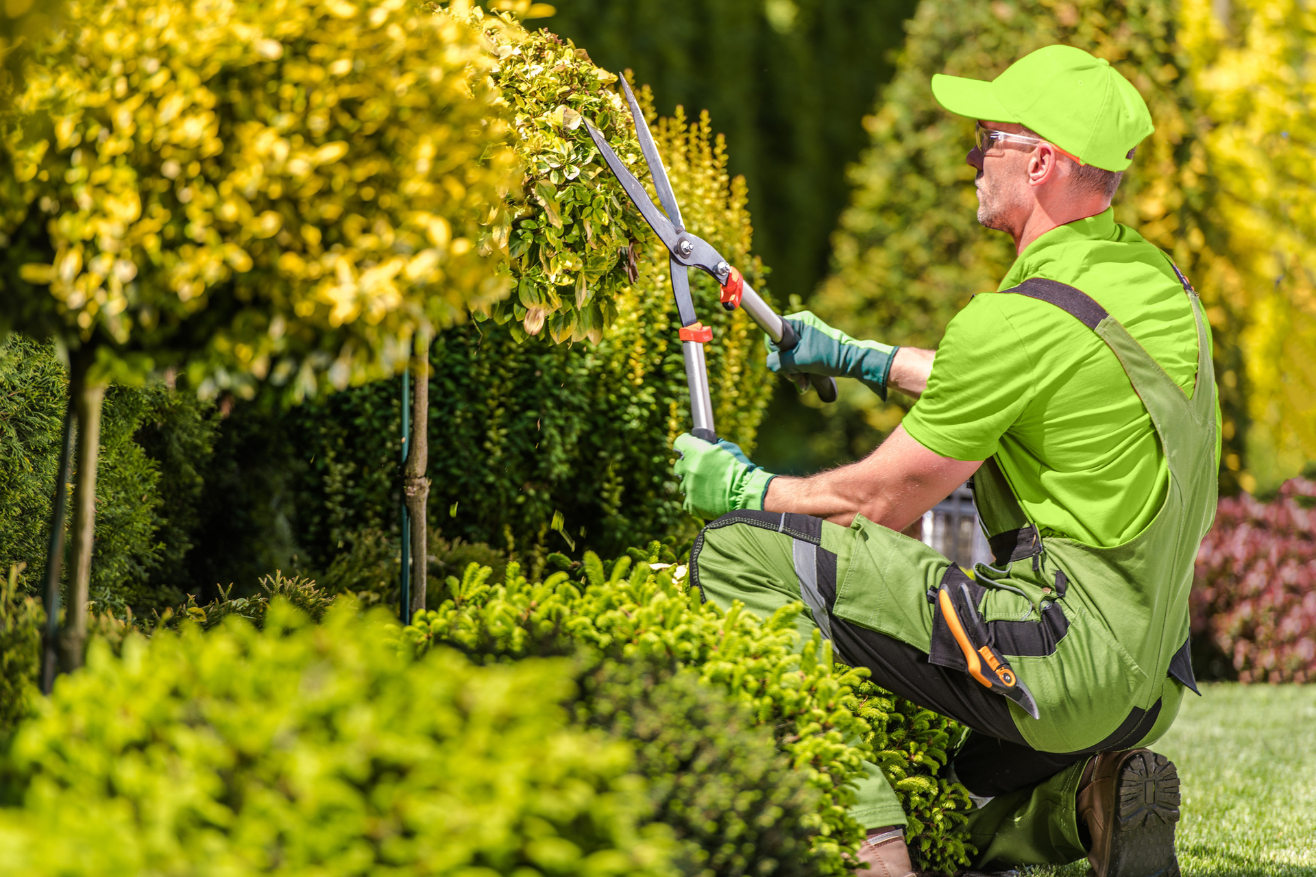 Gardener in green uniform and cap, kneeling, trims yellow-green hedge with large shears in sunlit garden.