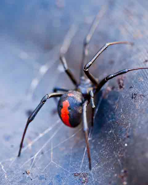 Redback Spider