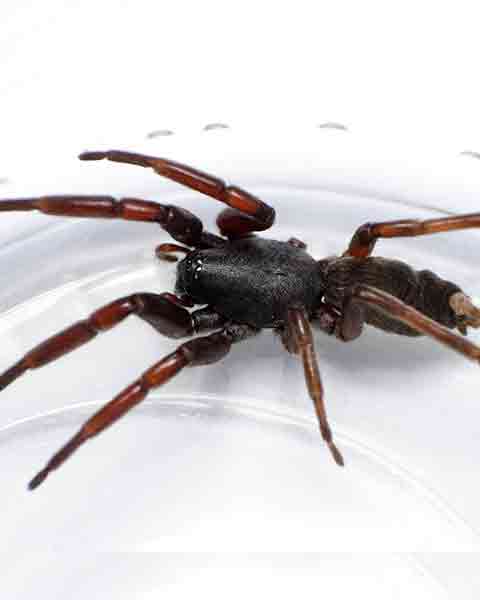 White-tailed Spider