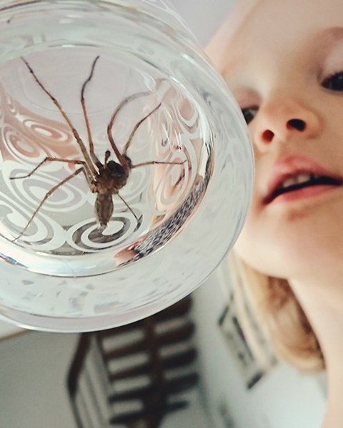 Spider in Glass