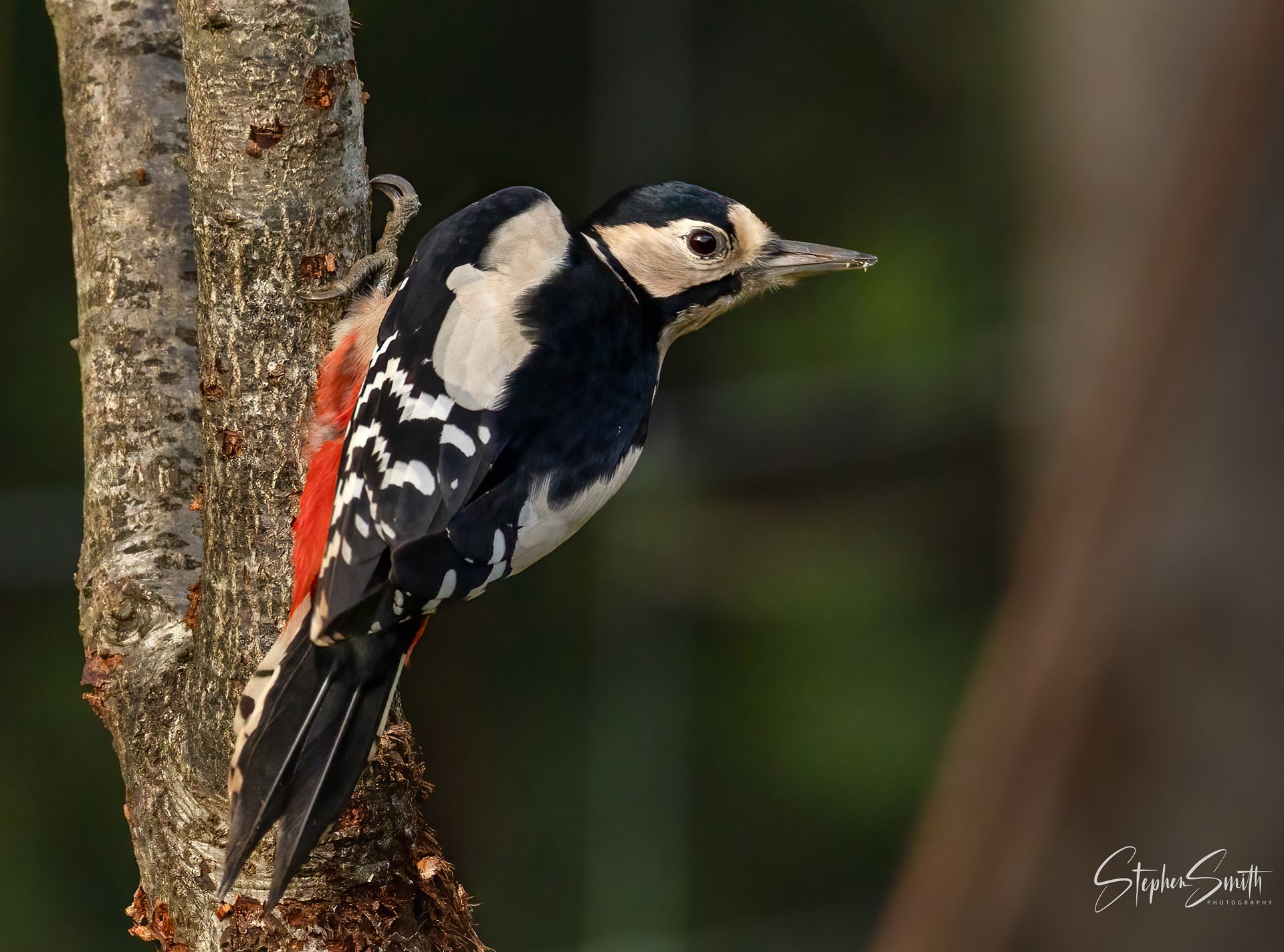 A Great Spotted Woodpecker with black, white, and red plumage clings to the side of a tree trunk.