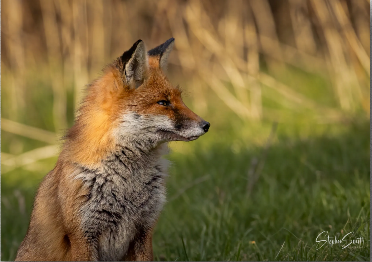 A red fox with thick fur sits in tall green grass, looking to the right in soft, natural light.