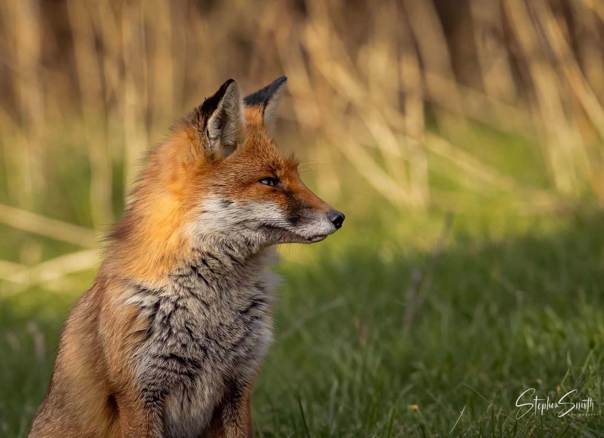 A red fox with thick, textured fur sitting alertly in a green grassy field, looking to the side.