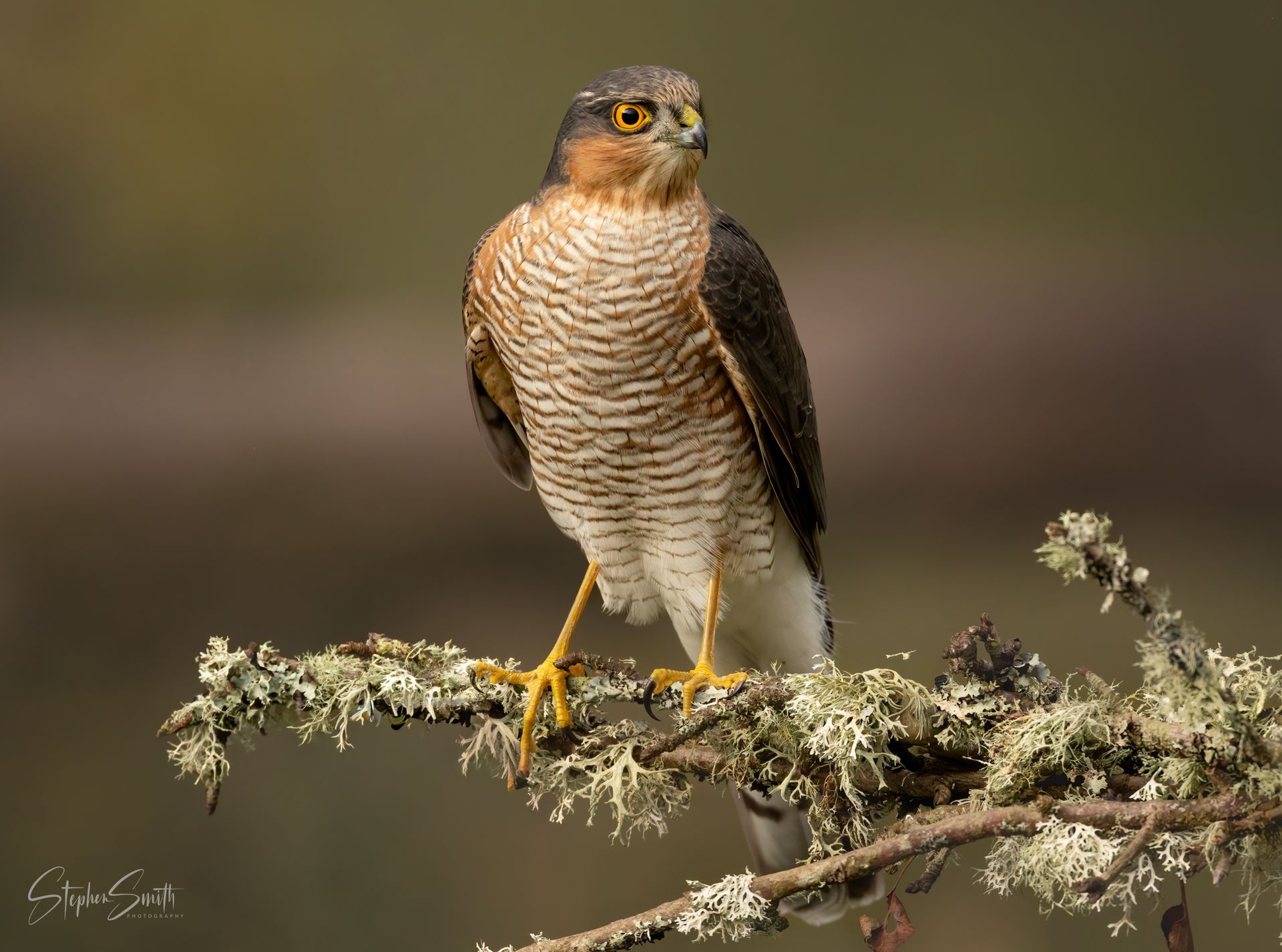 A male sparrowhawk with barred white and orange underparts and a dark back perched on a lichen-covered branch.