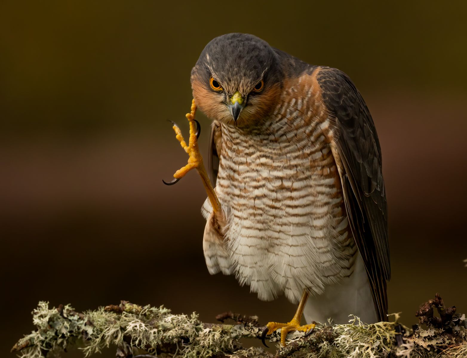 A sparrowhawk perched on a lichen-covered branch, raising one yellow foot toward its head as if scratching.