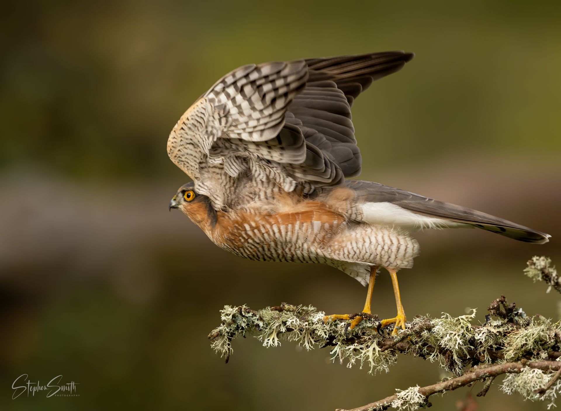 A small hawk with brown, white-barred plumage perched on a lichen-covered branch with its wings raised.
